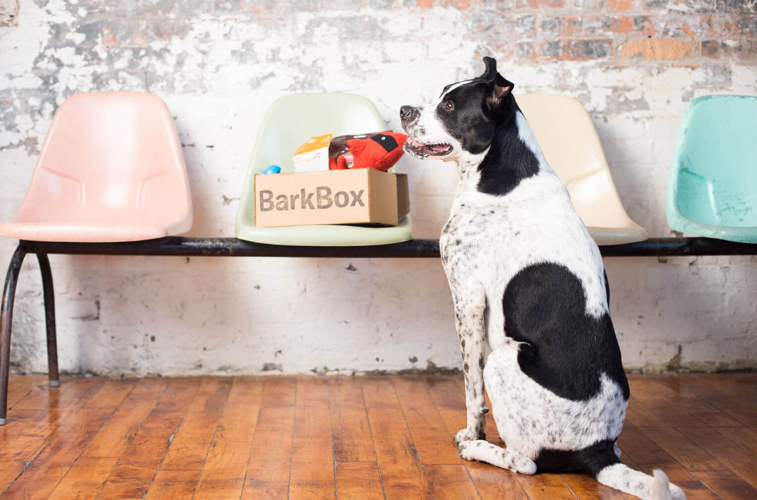 Bark Box Dog Goodie Box Expertly Chosen Gifts