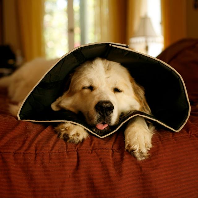 Comfortable dog outlet cone