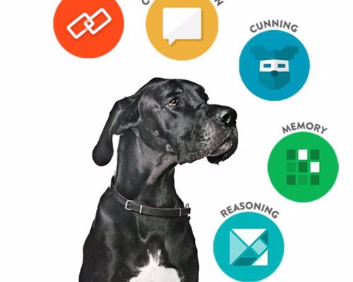 Find the Genius in Your Dog with Dognition - Fun, science-based games to help reveal how your dog sees the world