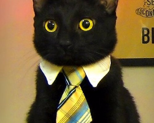 Cat or Dog Business Tie - Make sure Mr. Fluffums is always looking purrrfectly professional with the business cat tie.
